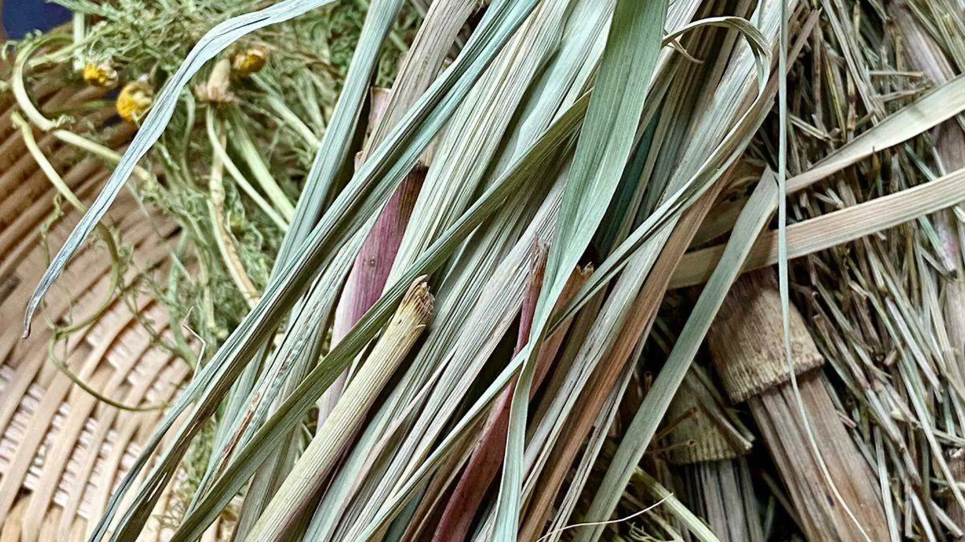 plantas medicinales evitarán que te enfermes en la temporada de fríos 2